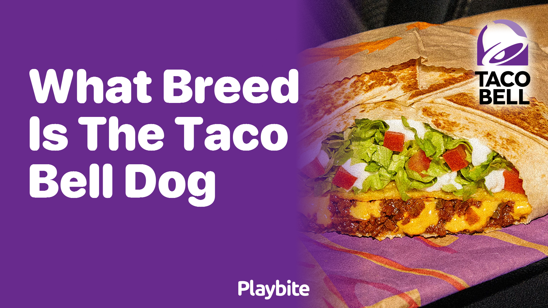 What Breed Is the Taco Bell Dog? Uncovering the Iconic Mascot
