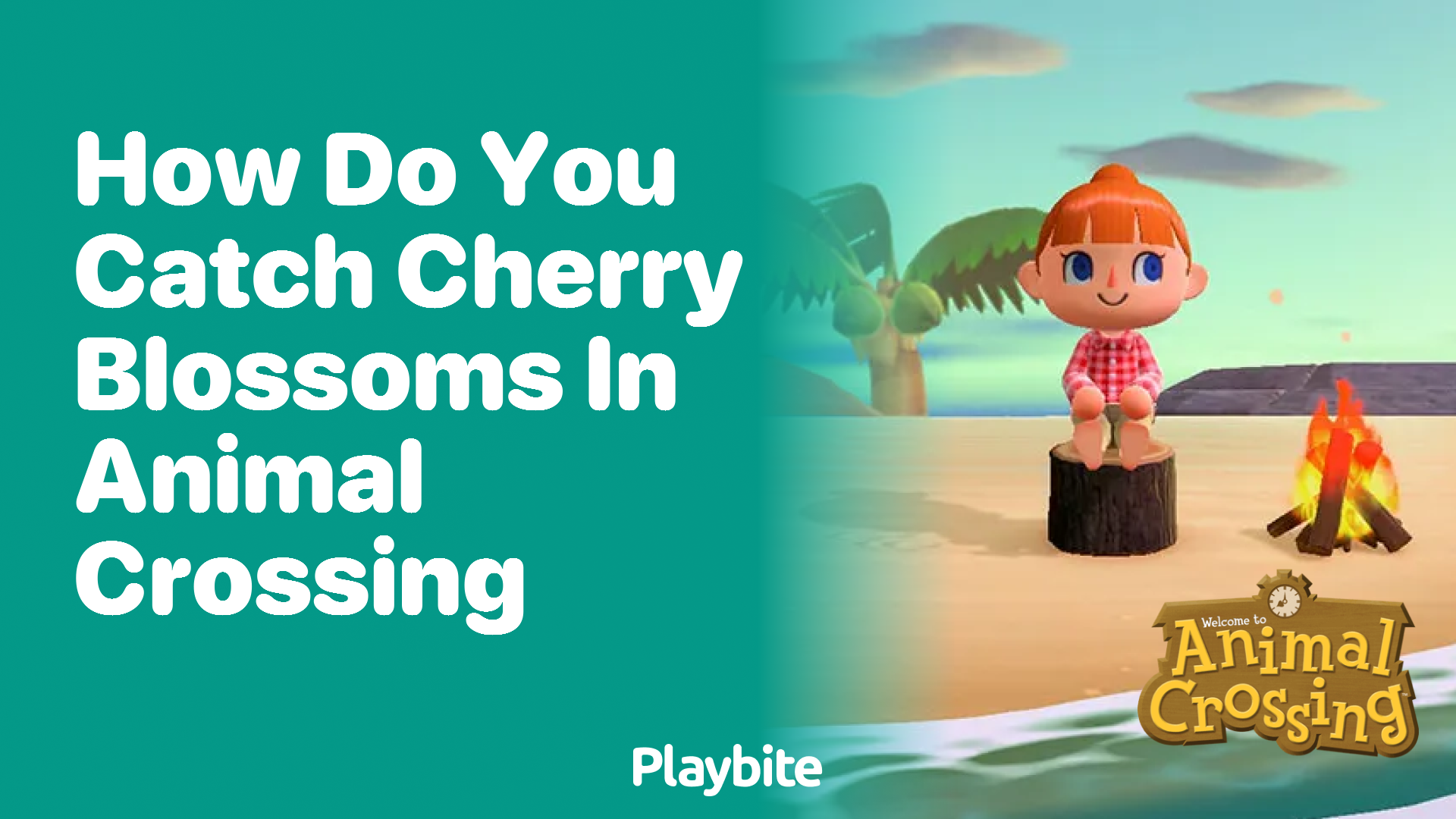 How do you catch cherry blossoms in Animal Crossing?