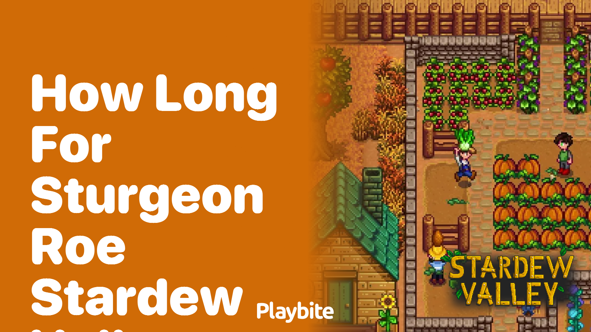 How long does it take for Sturgeon Roe to be ready in Stardew Valley?
